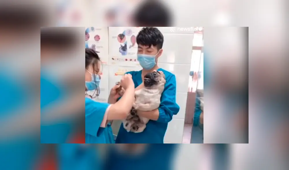 En Facebook, miles se han carcajeado al escuchar los escandalosos gritos de un perro pug cuando le cortaban las uñas. En Facebook, miles se han carcajeado al escuchar los escandalosos gritos de un perro pug cuando le cortaban las uñas.