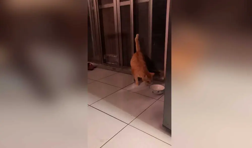 Desliza las imágenes para ver la peculiar ‘protesta’ que hizo este gatito para recibir comida. Foto: Captura de TikTok/ViralHog
