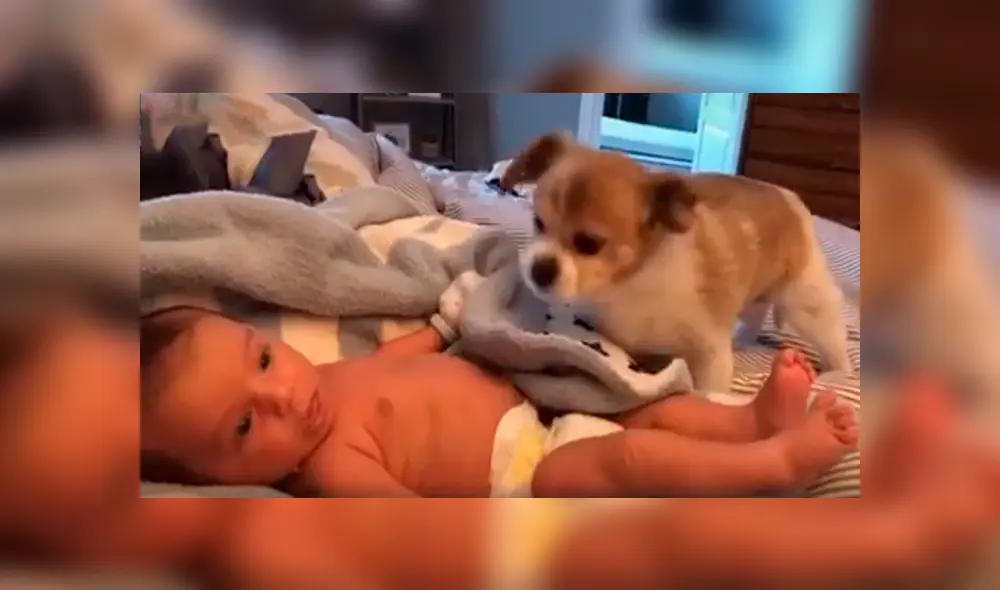 Desliza las imágenes para observar el tierno momento que protagonizaron un bebé con un perro que se encargó de cuidarlo. Desliza las imágenes para observar el tierno momento que protagonizaron un bebé con un perro que se encargó de cuidarlo.