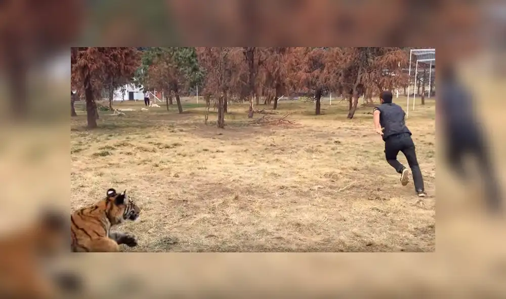 Facebook: hombre ingresa a recinto para ‘jugar’ con tigre y depredador tiene temible reacción [VIDEO]