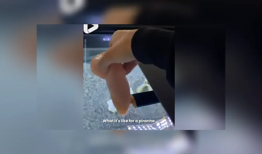 Un joven quiso demostrar lo feroces que son sus pirañas cuando ven un trozo de carne. Foto. Facebook Un joven quiso demostrar lo feroces que son sus pirañas cuando ven un trozo de carne. Foto. Facebook