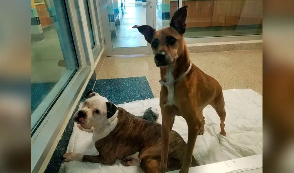 Desliza las imágenes para conocer la emotiva historia de unos perros que fueron llevados a un albergue por su dueño. Foto: DogHouse Rescue Academy/ Facebook