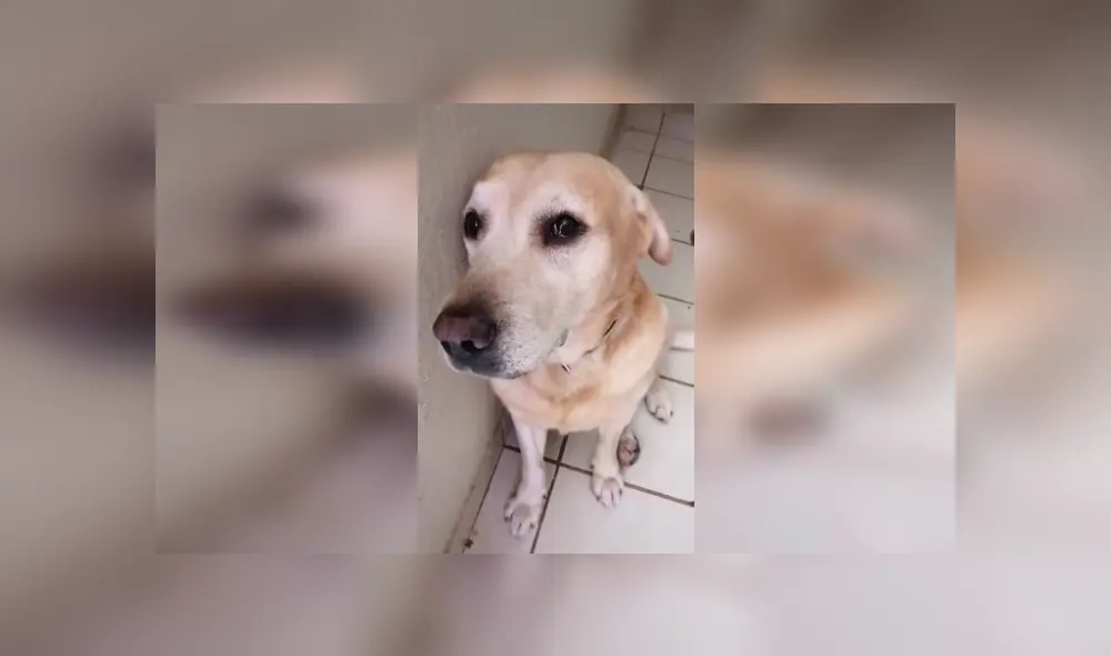 Desliza para ver el comportamiento del can cuando escucha que su dueña se ausentará de casa. (Foto: captura / TikTok)