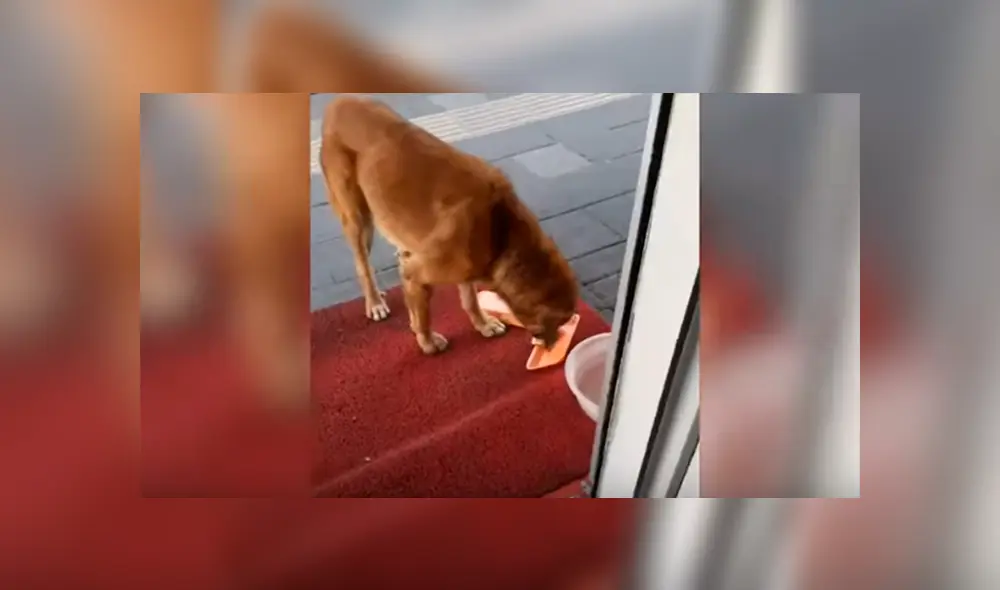 En YouTube, un hombre brinda varios trozos de carne a indefensos animales que llegan a su tienda para pedir ayuda. En YouTube, un hombre brinda varios trozos de carne a indefensos animales que llegan a su tienda para pedir ayuda.