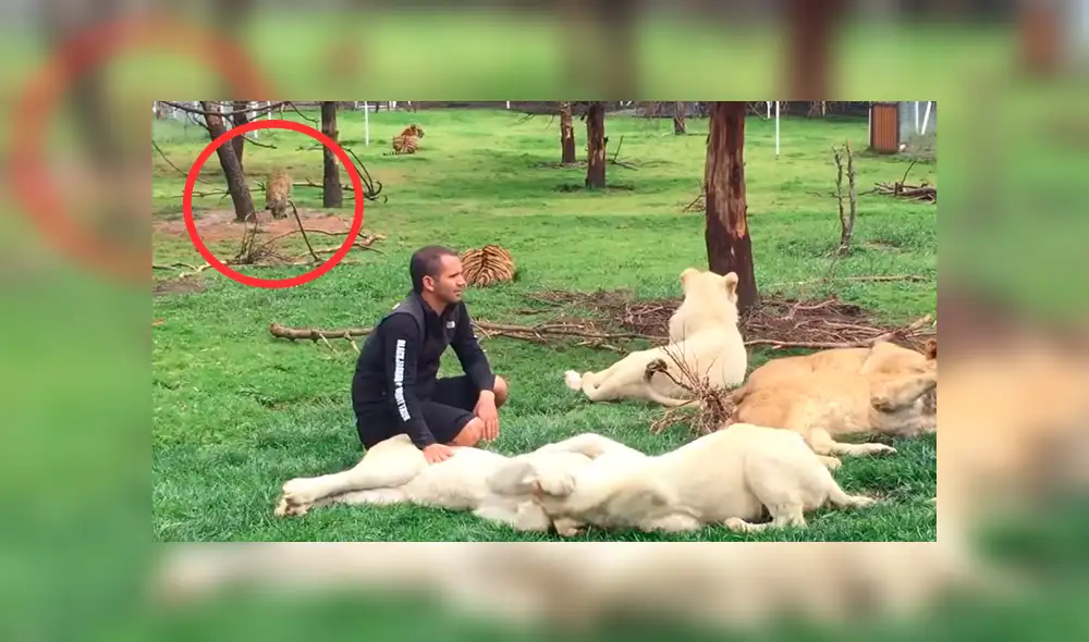 YouTube viral: feroz leopardo aparece para atacar a su domador y tigre lo evita enfrentándolo [VIDEO]
