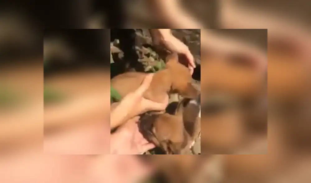 Desliza hacia la izquierda para ver más imágenes de este conmovedor rescate. (Foto: captura / YouTube)