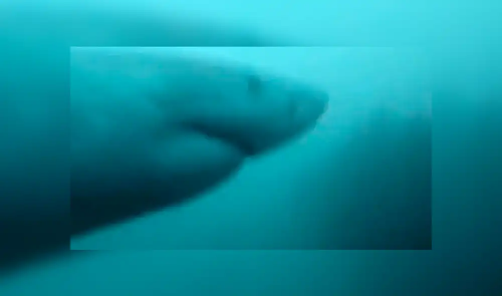 El buzo se defendió con una pica para espantar al enorme tiburón blanco que lo acechaba. ¿Logró salir vivo? Foto: captura El buzo se defendió con una pica para espantar al enorme tiburón blanco que lo acechaba. ¿Logró salir vivo? Foto: captura