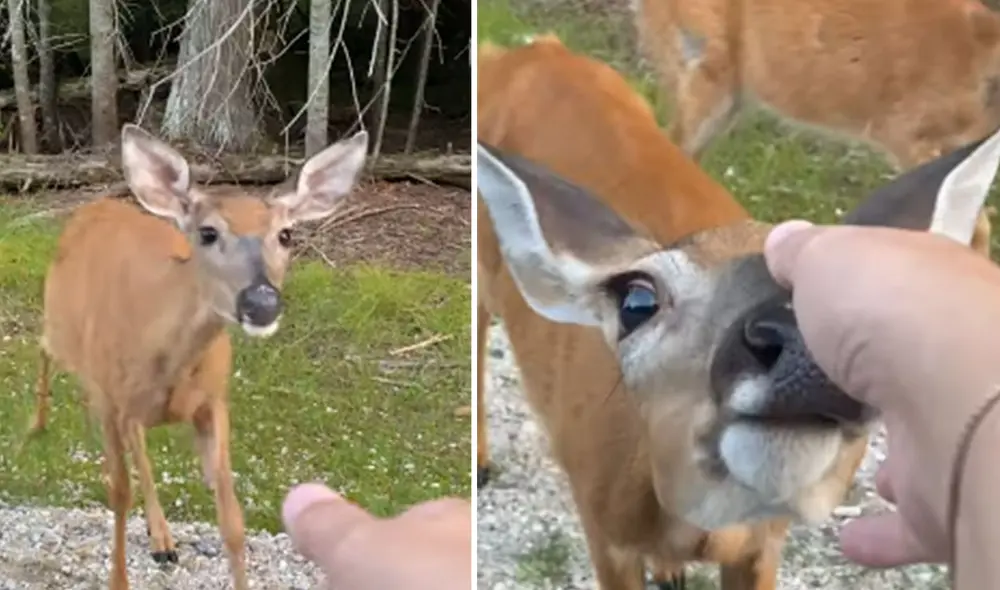 Los animales lucen bastante amigables con la pareja e, incluso, se acercan a ellos cuando le extienden la mano. Foto: captura de YouTube