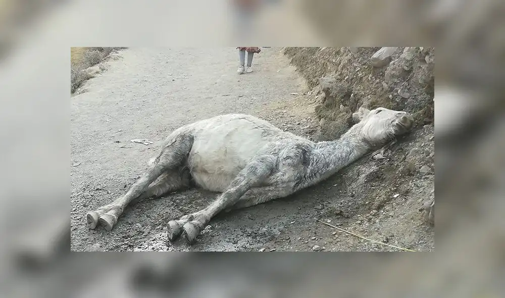 Señor de Qoyllurit'i en Cusco: Caballo se retuerce de dolor camino al santuario [VIDEO]