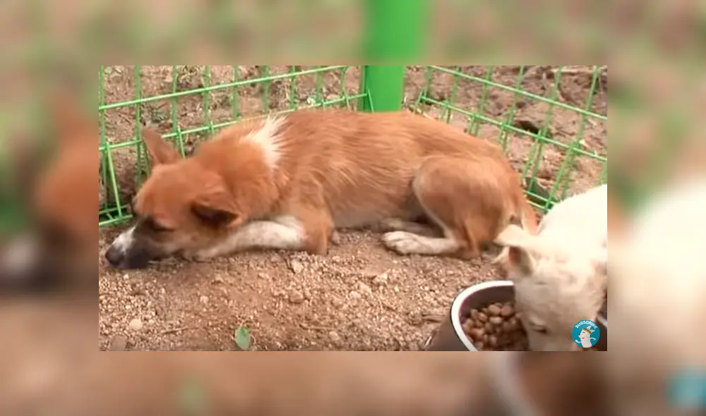 Desliza hacia la izquierda para ver el conmovedor rescate que hizo un grupo de jóvenes a dos pequeños perros callejeros. El video es viral en YouTube.