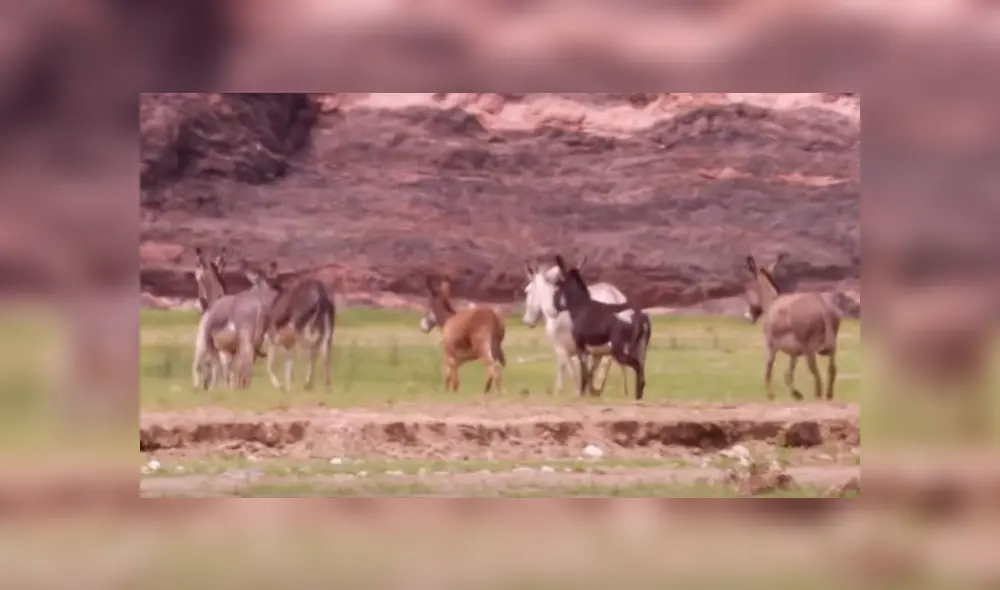 Los inocentes burros no tienen el instinto de huir de los feroces depredadores, por lo que sucumbieron ante ellos. Foto: captura. Los inocentes burros no tienen el instinto de huir de los feroces depredadores, por lo que sucumbieron ante ellos. Foto: captura.