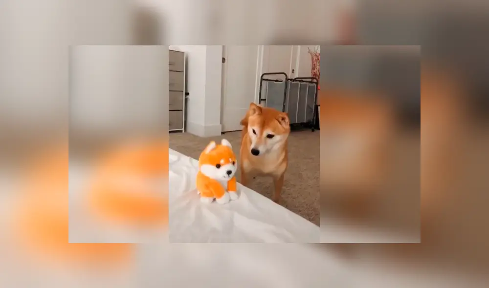 Desliza las imágenes hacia la izquierda para observar la reacción de un perro al escuchar ‘hablar’ a su nuevo juguete. Foto: Captura.