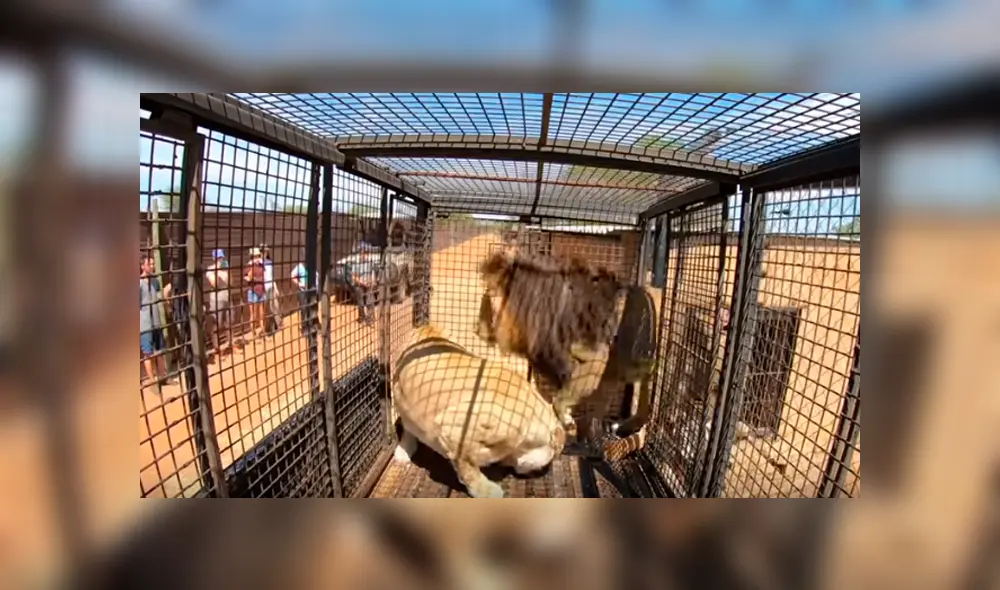 Desliza hacia la izquierda para ver el encuentro de un hombre con dos leones dentro de una jaula, escena que es viral en YouTube.