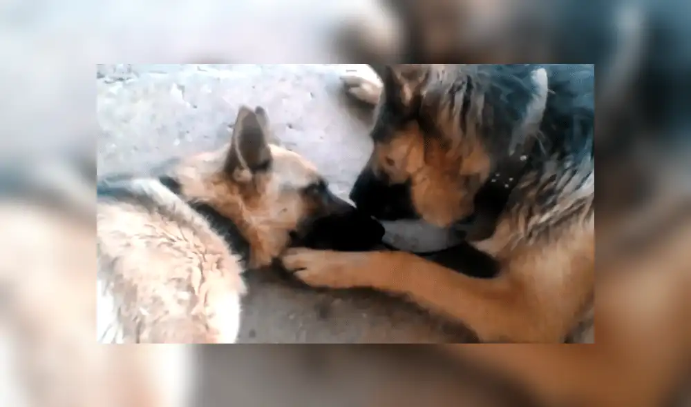 Facebook viral: perro felicita a su pareja por dar a luz a crías, pero detalle lo deja mal [VIDEO]