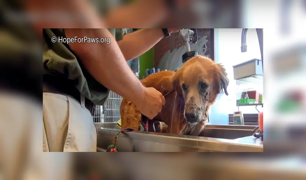 Desliza hacia la izquierda para ver la radical 'transformación' de un perro callejero que fue hallado en deplorables condiciones. Video es viral en Facebook. Desliza hacia la izquierda para ver la radical 'transformación' de un perro callejero que fue hallado en deplorables condiciones. Video es viral en Facebook.