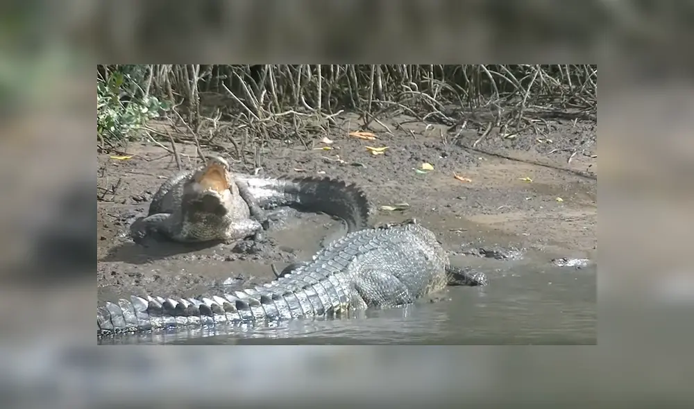 Gigantesco cocodrilo busca a hembra para aparearse, sin imaginar que esta lo atacaría sin piedad [VIDEO]