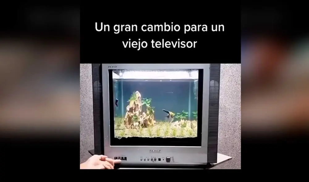 Desliza las imágenes para ver cómo este muchacho convirtió este televisor viejo en una hermosa pecera para sus mascotas. Foto: Captura de TikTok/ Manuel Galdamez