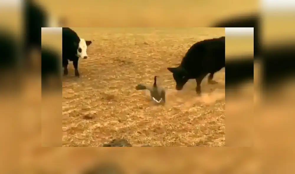 YouTube viral: pájaro se enfrenta a enorme toro por el territorio y el desenlace es increíble [VIDEO] 