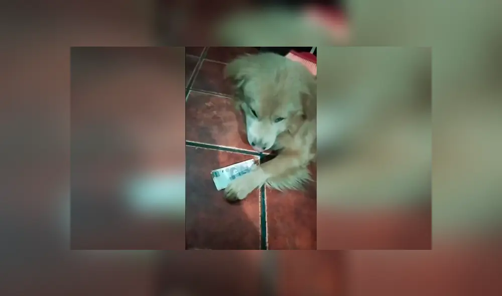 Desliza las imágenes hacia la izquierda para conocer la acción de un perro para vigilar el dinero de su dueña. Desliza las imágenes hacia la izquierda para conocer la acción de un perro para vigilar el dinero de su dueña.