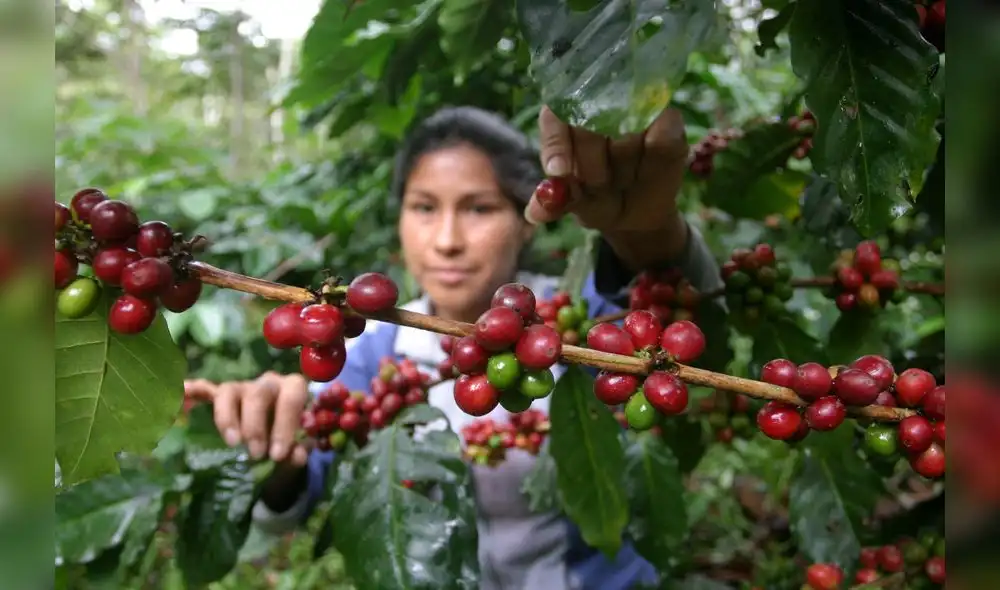 Ministerio de Agricultura y Riego realiza 389 proyectos de innovación agropecuaria