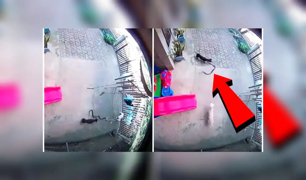 YouTuve viral: mascotas dan su vida para proteger a bebé de letal ataque de una cobra [VIDEO]