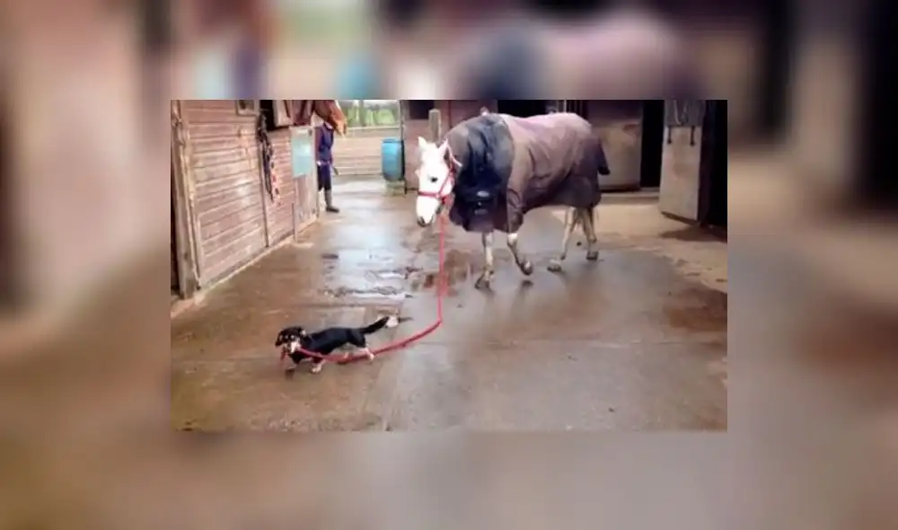 Facebook: perro salchicha saca a ‘pasear’ a un caballo y enternece las redes