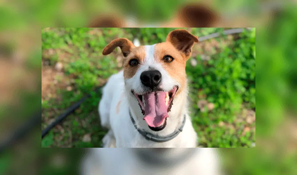 La historia detrás del Día del Perro sin Raza en el mundo 