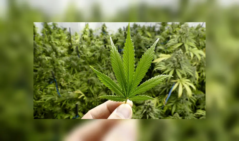 Fumar marihuana duplica la posibilidad de sufrir un ACV. Fumar marihuana duplica la posibilidad de sufrir un ACV.