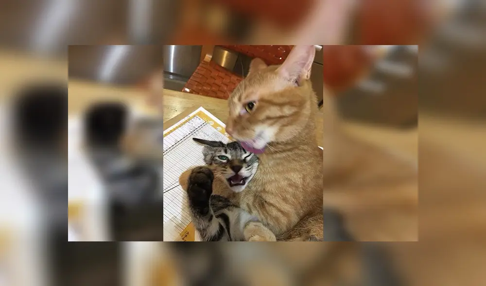 En Facebook, un joven quiso capturar tiernos momentos de sus mascotas sin imaginar el resultado. En Facebook, un joven quiso capturar tiernos momentos de sus mascotas sin imaginar el resultado.