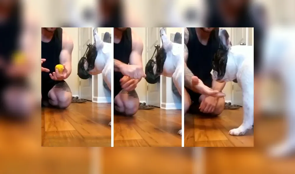 Desliza las imágenes para observar el singular comportamiento de un perro al notar el truco de magia de su dueño. Foto: Captura. Desliza las imágenes para observar el singular comportamiento de un perro al notar el truco de magia de su dueño. Foto: Captura.