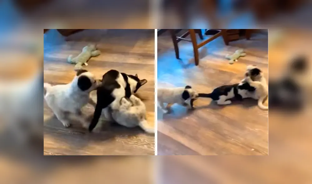 Desliza las imágenes para conocer la valiente acción de un perro bebé para salvar a su ‘compañero’. Fotos: Captura.