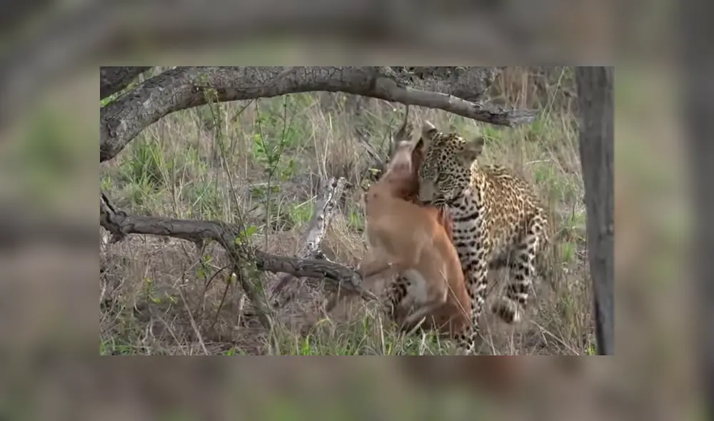 Para ver lo que pasó en el video de YouTube con leopardo y el antílope revisa nuestra galería de fotos deslizando cada imagen hacia la izquierda. Para ver lo que pasó en el video de YouTube con leopardo y el antílope revisa nuestra galería de fotos deslizando cada imagen hacia la izquierda.