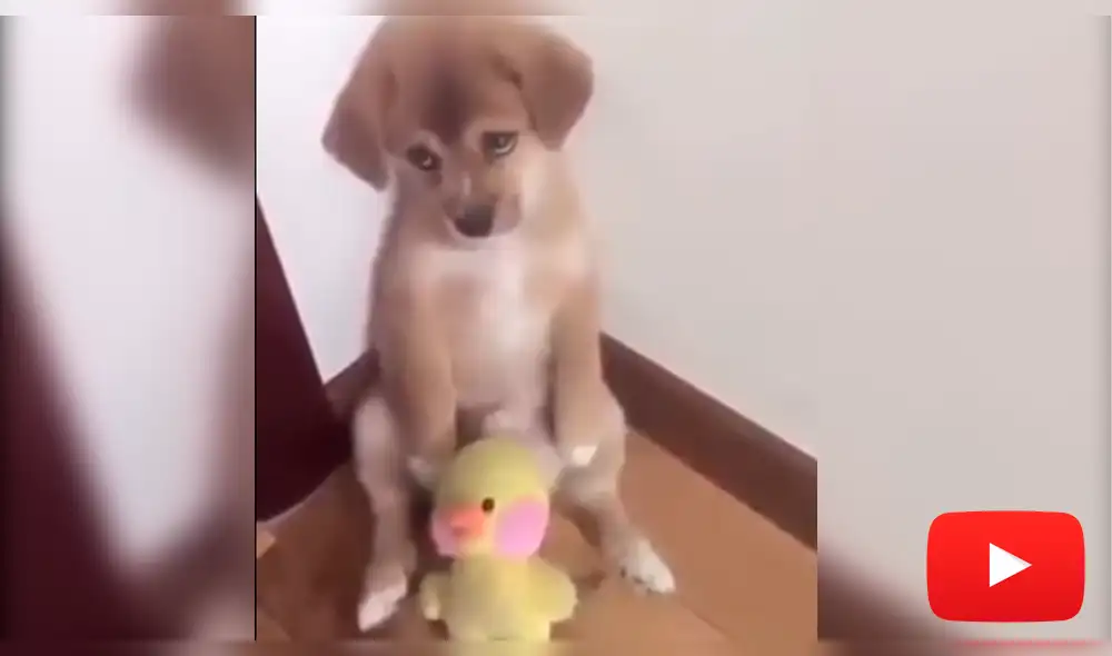 YouTube: Video muestra la tierna reacción de un perrito mientras es regañado [VIDEO]