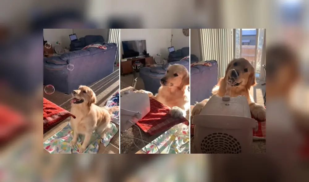 Desliza a la izquierda para ver más imágenes de la divertida mascota que ya se hizo viral en YouTube. (Foto: captura)