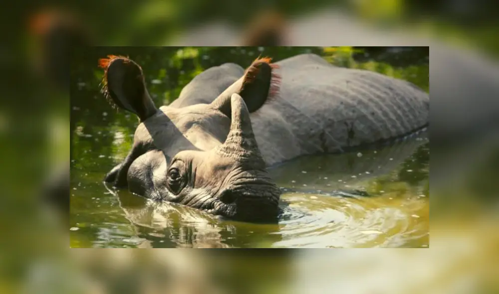 Rinocerontes en peligro de extinción mueren por inundaciones en India Rinocerontes en peligro de extinción mueren por inundaciones en India