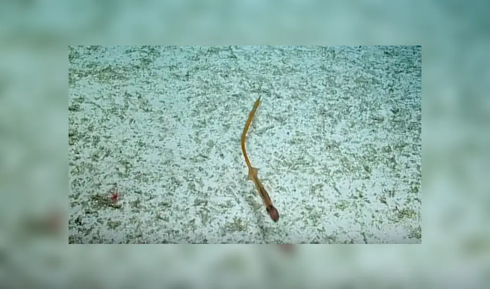 Científicos captaron el impactante momento en que la extraña criatura marina cambia su apariencia para protegerse desde el fondo del mar Científicos captaron el impactante momento en que la extraña criatura marina cambia su apariencia para protegerse desde el fondo del mar