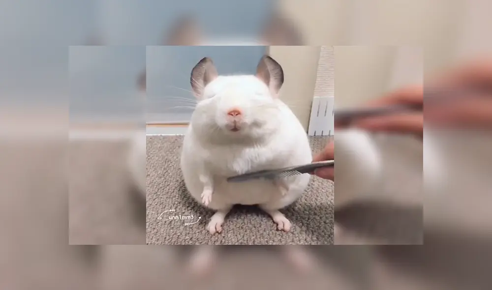 YouTube viral: chinchilla blanca adora que la acicalen y la comparan con Luis Miguel de JB [VIDEO] 