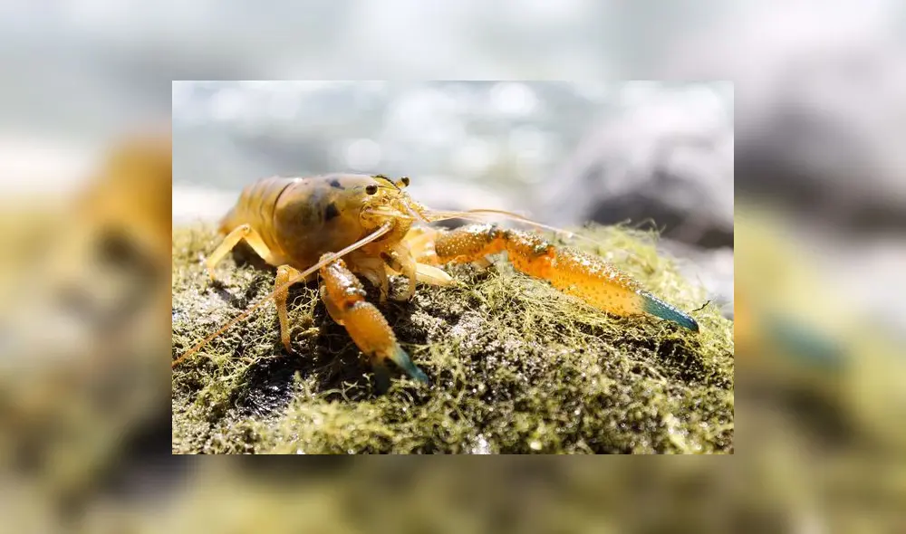 Historias de cipermetrina y camarones en Calango