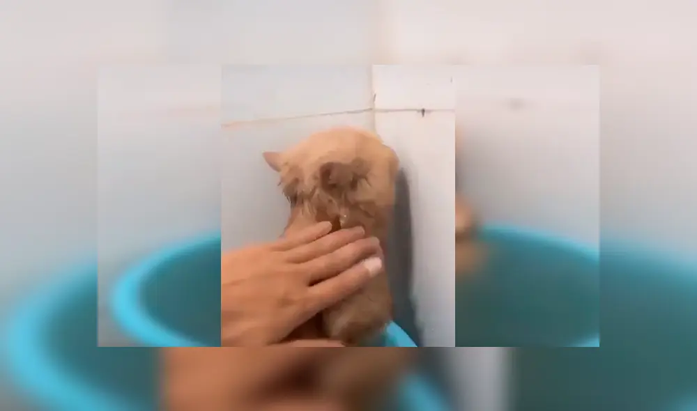 En Facebook, un gato mostró su molestia cuando su dueño le dio un baño y trató de ignorarlo de la peor manera. En Facebook, un gato mostró su molestia cuando su dueño le dio un baño y trató de ignorarlo de la peor manera.