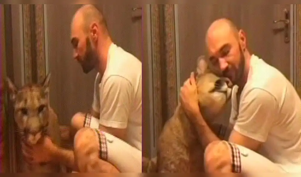 Rusia: joven pareja convive con un puma [VIDEO] 