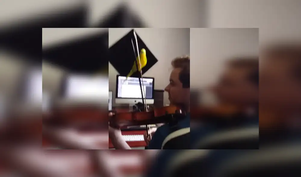 Desliza las imágenes para ver más detalles del curioso comportamiento de este lorito. (Foto: captura / TikTok)