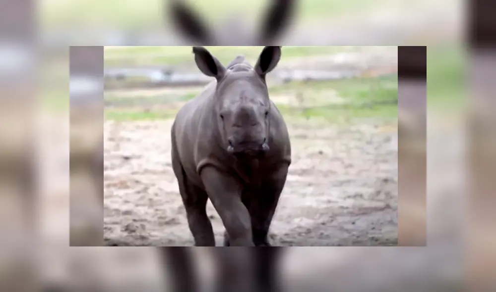 Desliza las imágenes para observar la tierna conducta de un rinoceronte cuando se encuentra por primera vez con otros animales. Desliza las imágenes para observar la tierna conducta de un rinoceronte cuando se encuentra por primera vez con otros animales.