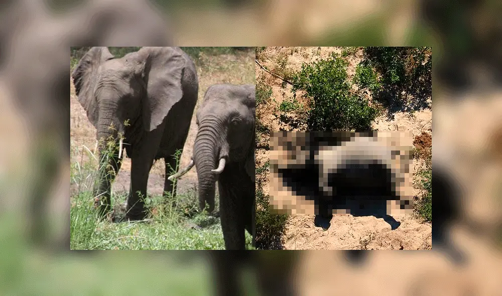 En mayo se hallaron 169 elefantes muertos durante un vuelo. Foto: Composición / AP / Daily Mail.