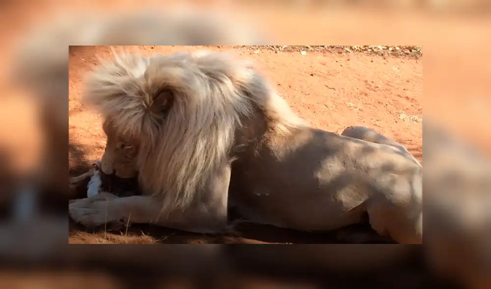 Desliza hacia la izquierda para ver las imágenes del viral de YouTube. Foto: Captura.