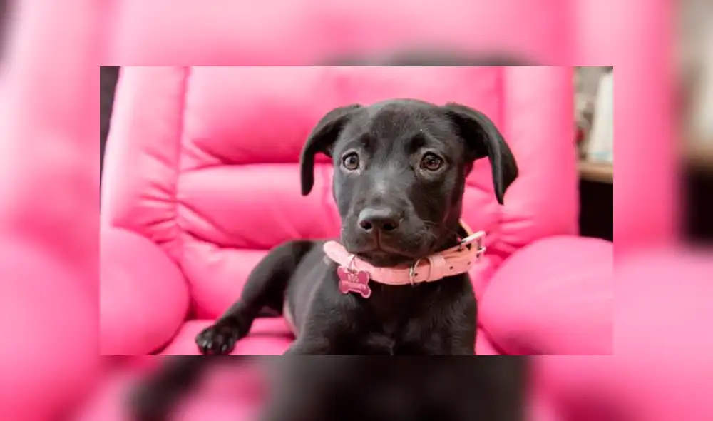 Rechazaron a perro que nació con seis patas y ahora el animal ayuda a un adolescente [VIDEO]