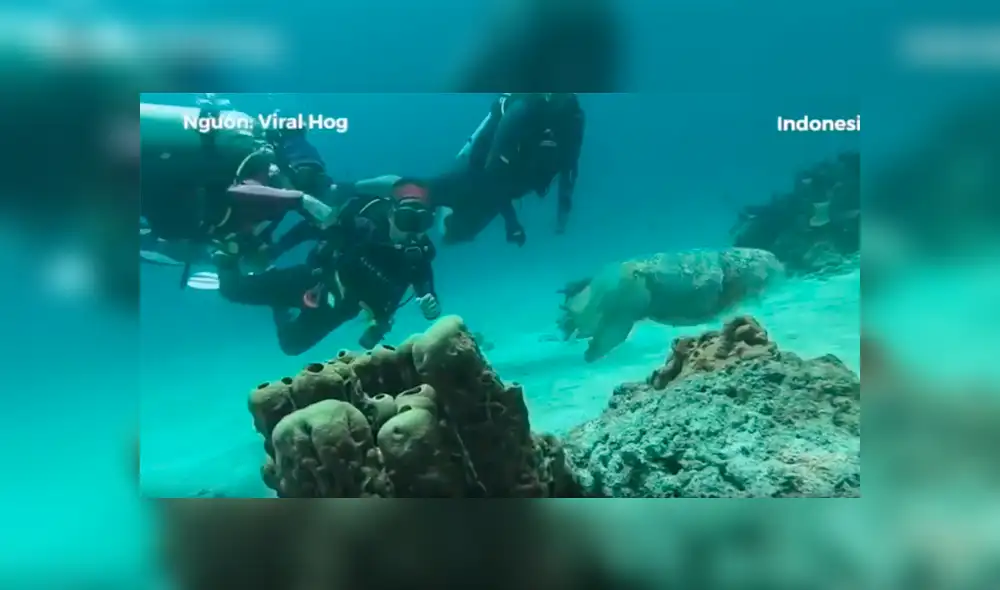 Buzos descubren extraña piedra en el mar, se asoman y criatura sufre sorprendente transformación [VIDEO] 