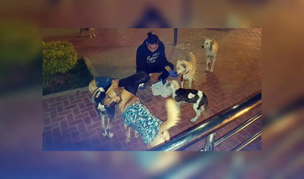 Joven crea iniciativa para abrigar a perros callejeros [VIDEO]
