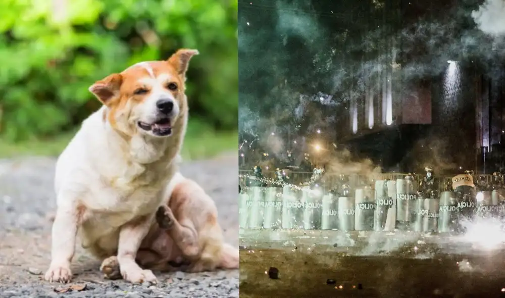 Brigadas voluntarias están apoyando constantemente en las manifestaciones contra Merino. Foto: Composición LR