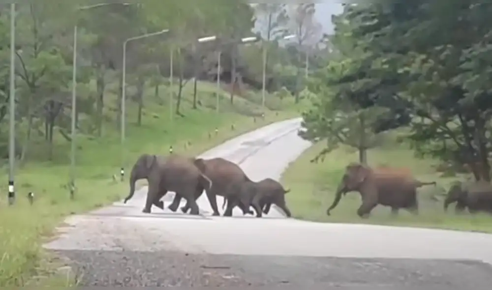 Desliza hacia la izquierda para ver las imágenes del video viral. Foto: captura de Facebook.