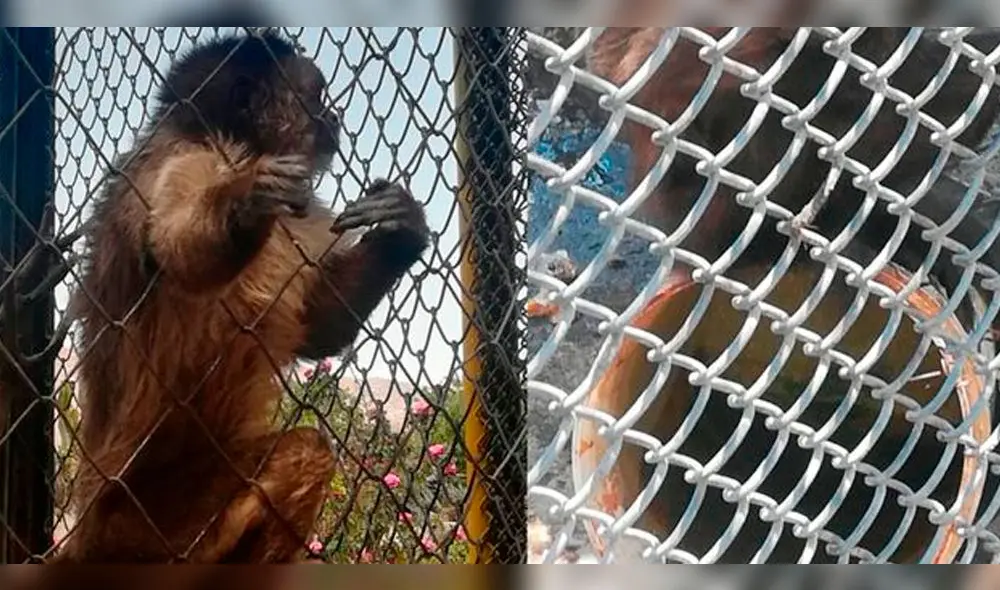Animales de parque ecológico por fin serán movilizados a zoológico.